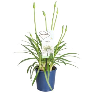 Schmucklilie 'Amourette Superb White' im Topf, mit weißen Blütenknospen und grünen Blättern.
