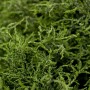 Detailaufnahme der Chamaecyparis lawsoniana 'Lycopodioides' Heckenpflanze mit grünen, schuppenartigen Blättern.