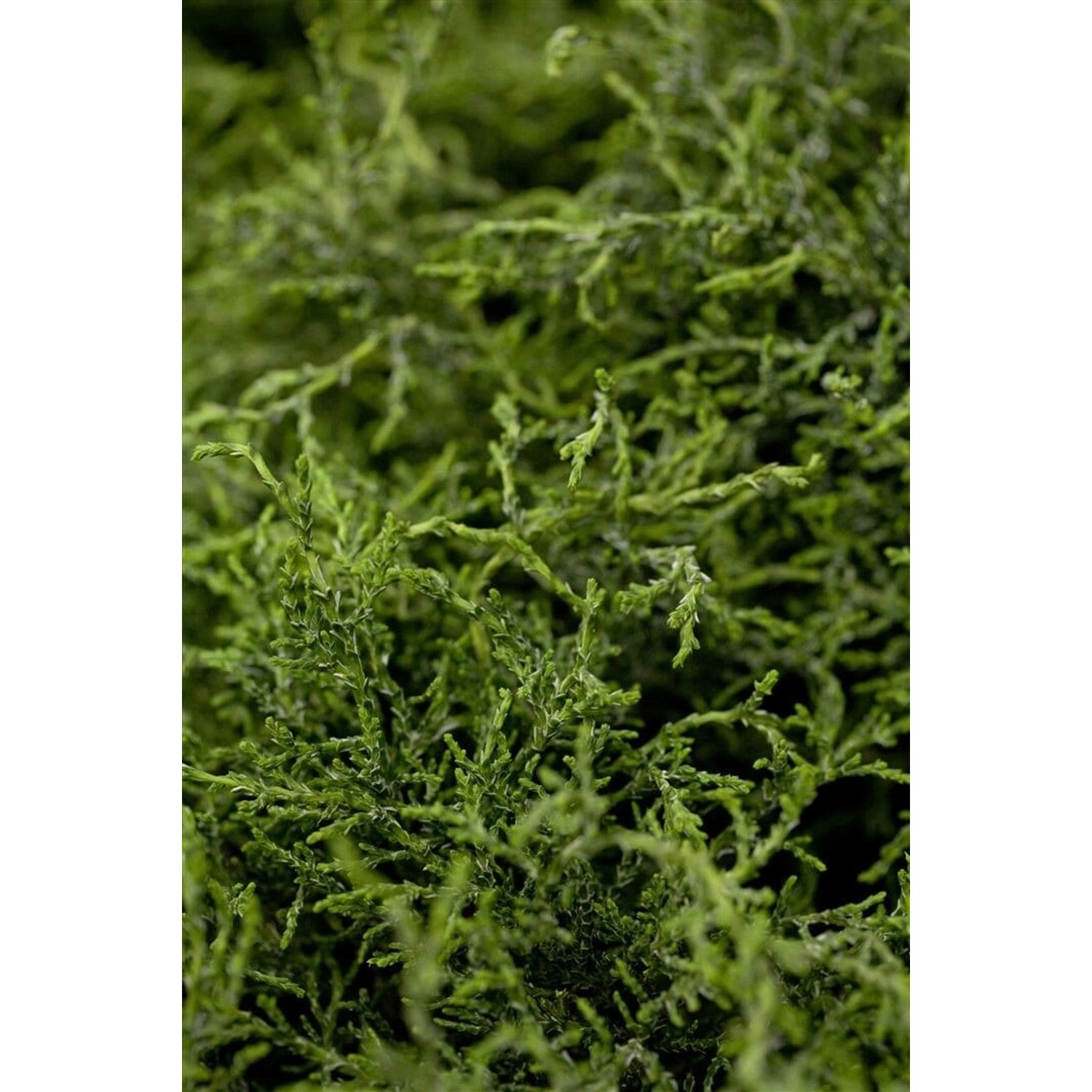 Chamaecyparis lawsoniana 'Lycopodioides' 25-30 cm günstig online kaufen