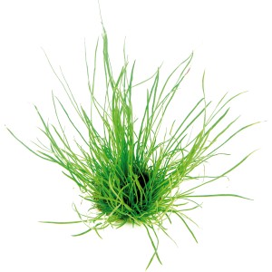 Dennerle Plants Aquariumpflanze Lilaeopsis Mauritiana, grüne Vordergrundpflanze für Aquarien.