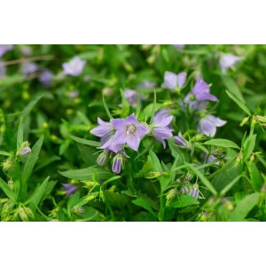 Nahaufnahme der Zwerg-Glockenblume 'Bavaria Blue' mit hellblauen Blüten und grünen Blättern.