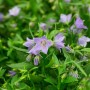 Nahaufnahme der Zwerg-Glockenblume 'Bavaria Blue' mit hellblauen Blüten und grünen Blättern.