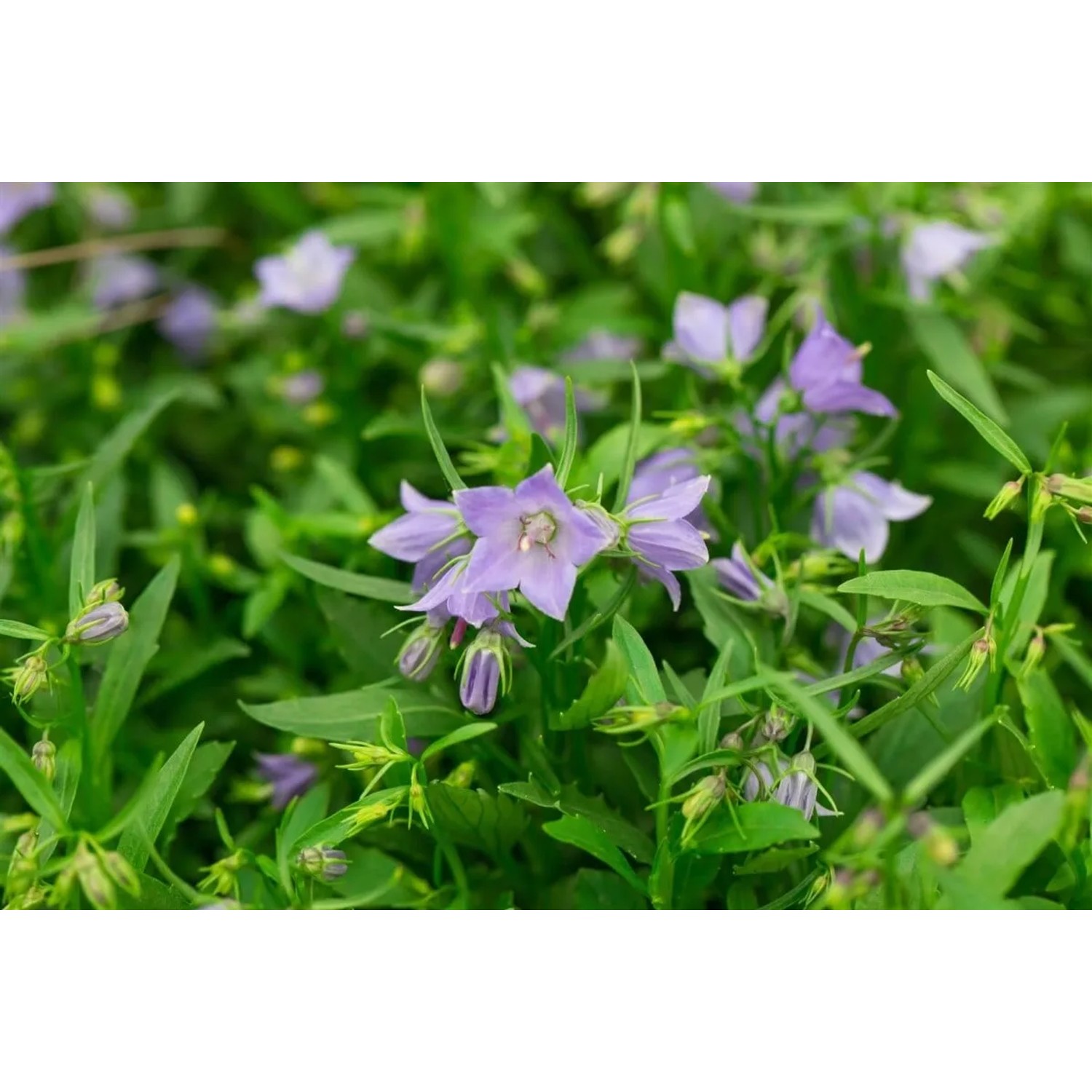 Nahaufnahme der Zwerg-Glockenblume 'Bavaria Blue' mit hellblauen Blüten und grünen Blättern.