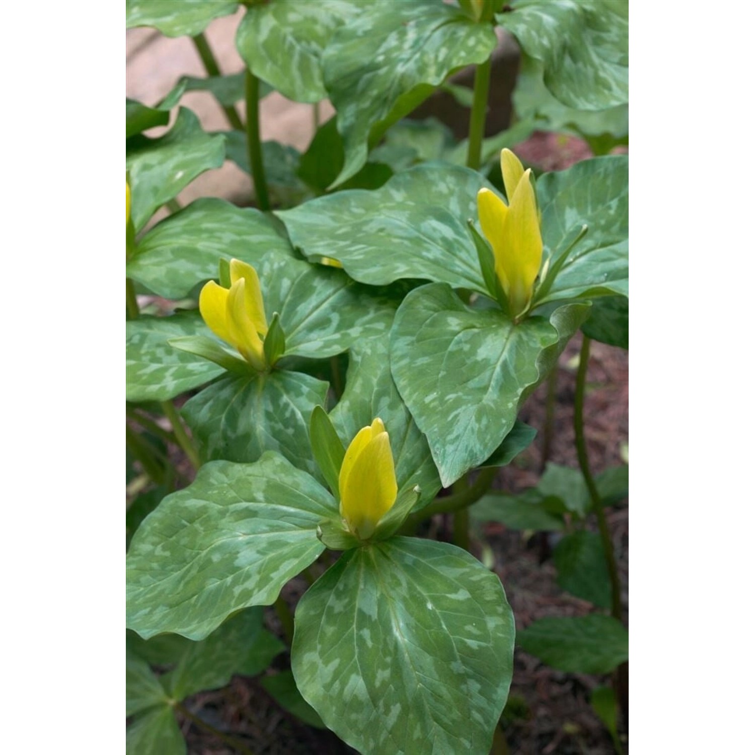 Trillium Luteum Ca. 9x9 cm Topf günstig online kaufen