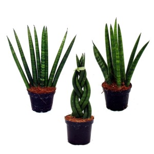 Exotenherz Sansevieria Cylindrica 3er Set im Topf, Bogenhanf/Schwiegermutterzunge.