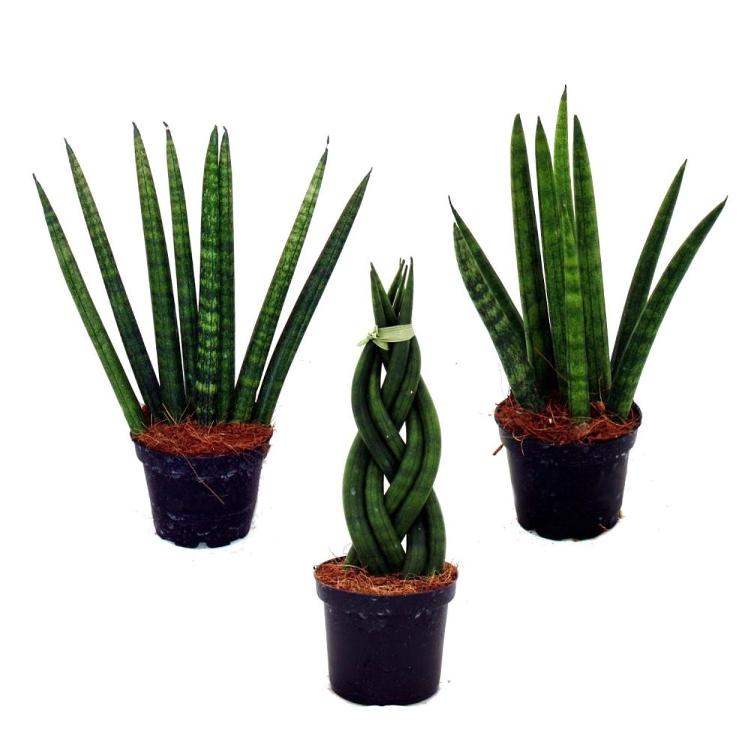 Exotenherz Sansevieria Cylindrica Pfiffiges 3Er Set im 6,5cm Topf Bogenhanf Schwiegermutterzunge