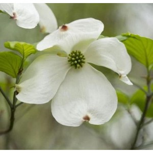 Nahaufnahme einer weißen Blüte des Japanischen Blumenhartriegel Venus.