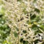 Nahaufnahme der weißen Blütenstände einer Astilbe Brautschleier Prachtspiere im 9x9 cm Topf.
