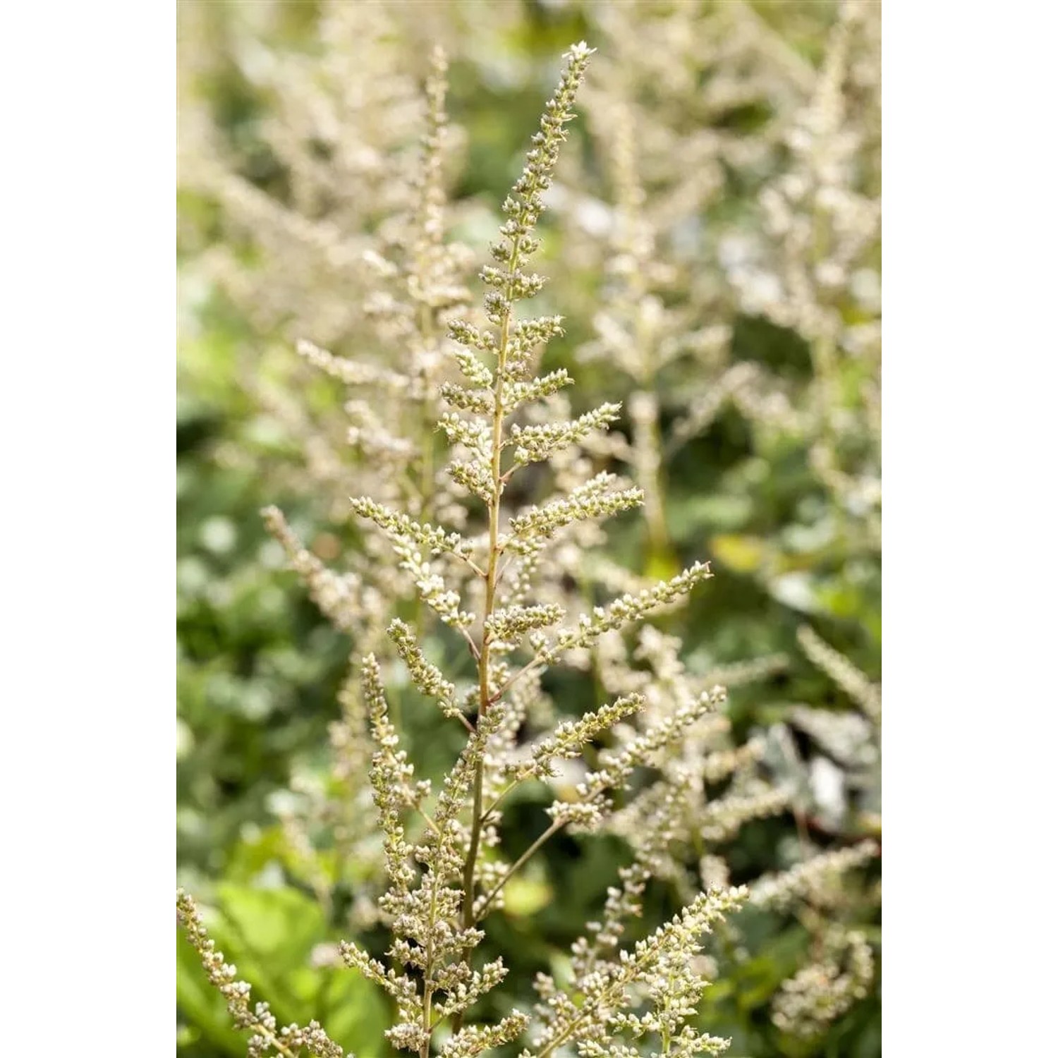 Nahaufnahme der weißen Blütenstände einer Astilbe Brautschleier Prachtspiere im 9x9 cm Topf.