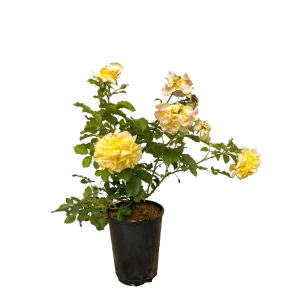 Baumfink Edelrose Sterntaler im Topf mit gelben Blüten.