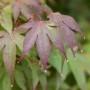 Nahaufnahme: Rote Blätter des Acer Palmatum Moonfire (Japanischer Ahorn).