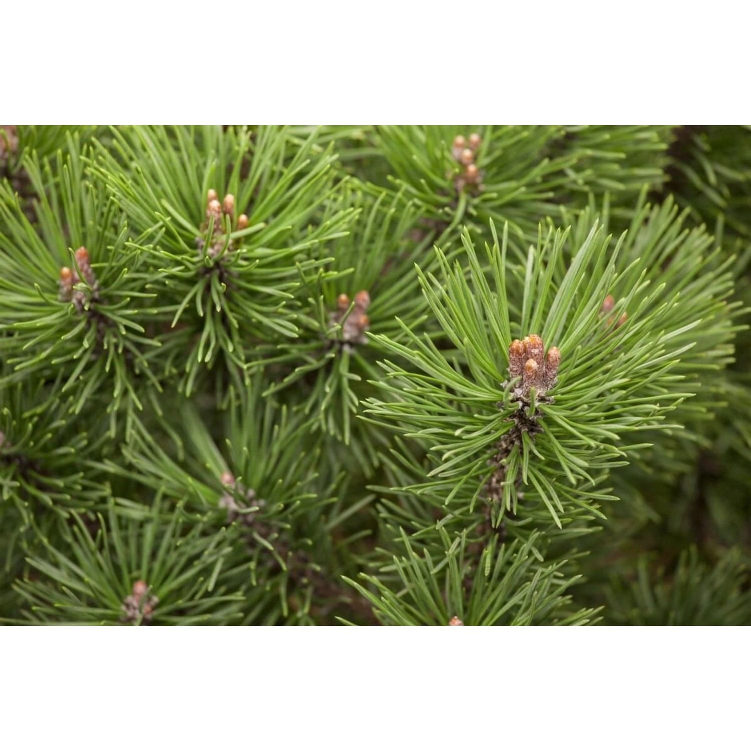 Pinus Mugo Mops Bergkiefer Kompakt 25–30 cm günstig online kaufen