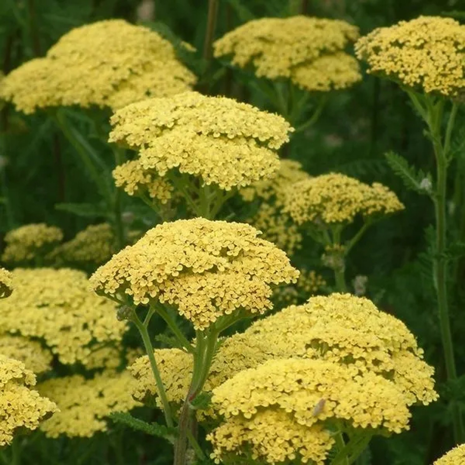 6 x Schafgarbe 'Credo' Achillea Topf 9cm Gelbe Blüten