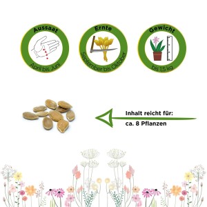 Samen des Hokkaido Kürbis Uchiki Kuri von Deine Gartenwelt: Aussaat, Ernte, Gewicht und Inhalt für ca. 8 Pflanzen.