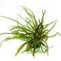 Dennerle Cryptocoryne Crispatula Aquariumpflanze In-Vitro mit langen, gewellten Blättern.