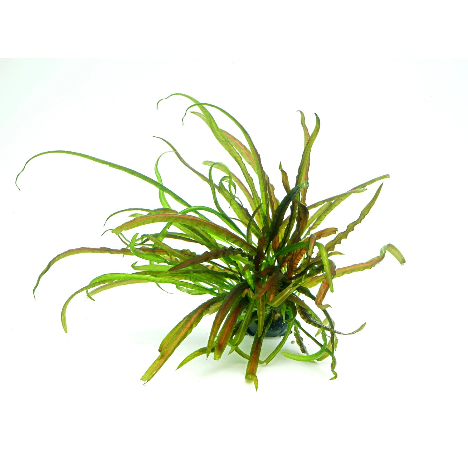Dennerle Plants Aquariumpflanze Cryptocoryne Crispatula In-Vitro