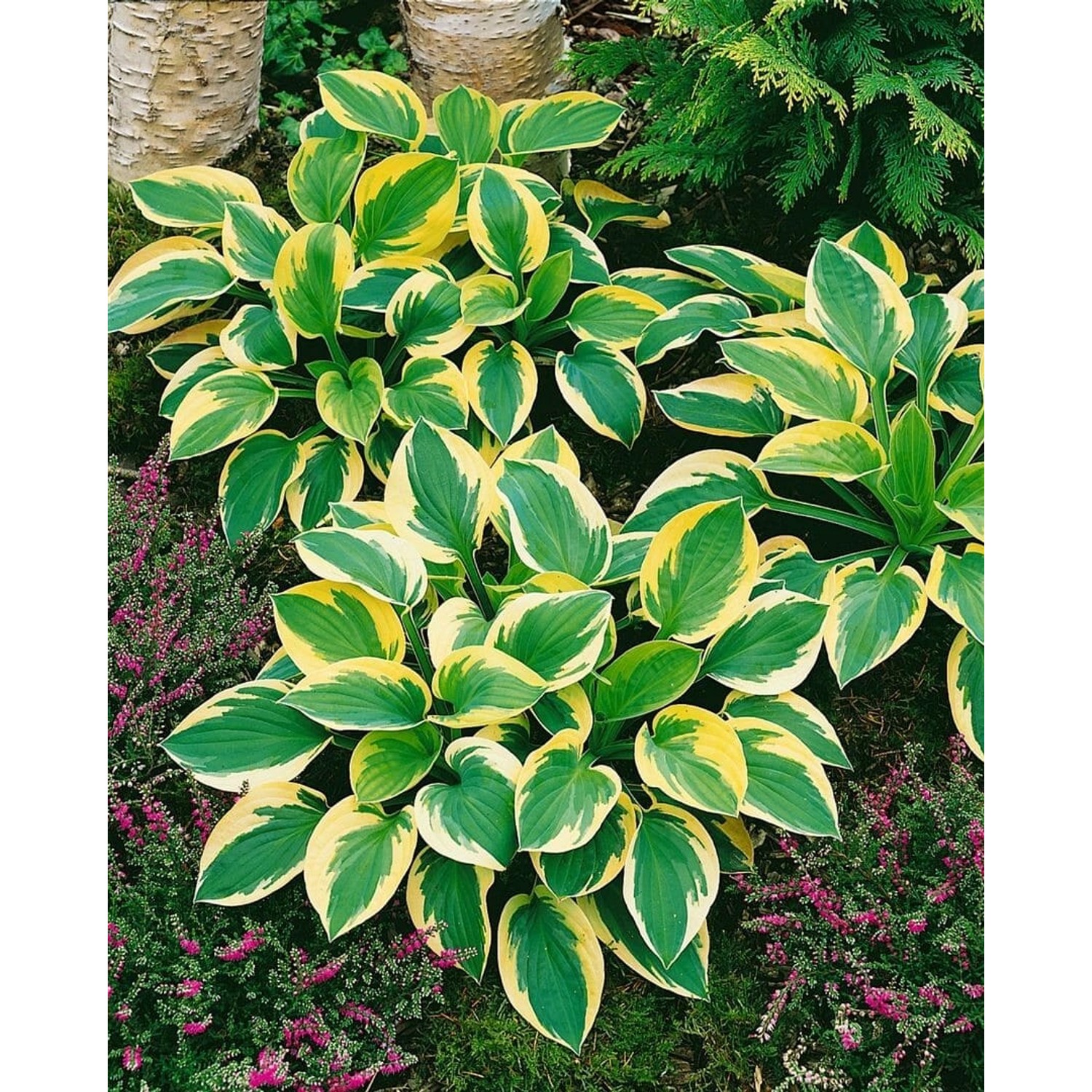 Hosta Tokudama Brim Cup Funkie Ca. 11x11 cm Topf günstig online kaufen