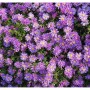 Nahaufnahme von Kissenastern 'Blaue Lagune' mit violetten Blüten und gelben Zentren.
