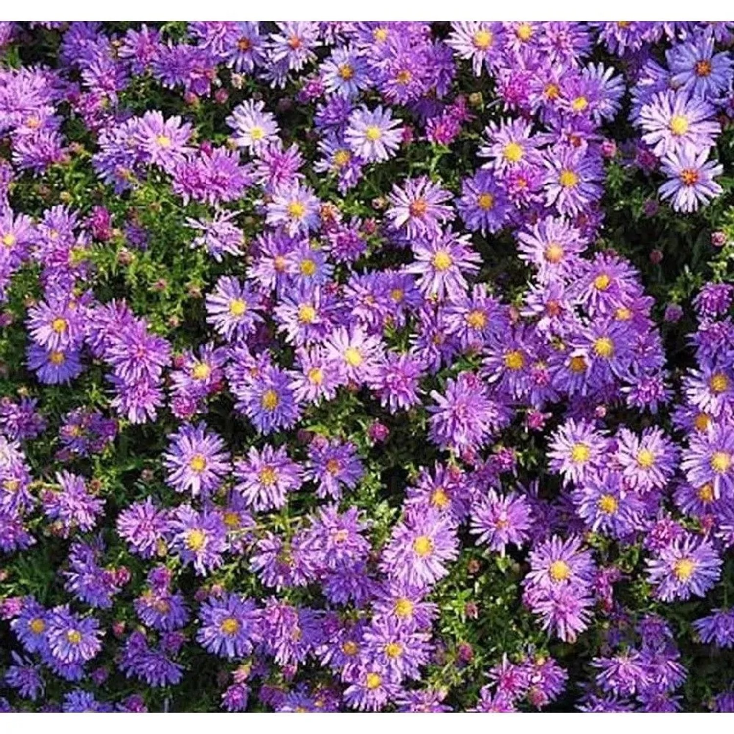 Nahaufnahme von Kissenastern 'Blaue Lagune' mit violetten Blüten und gelben Zentren.