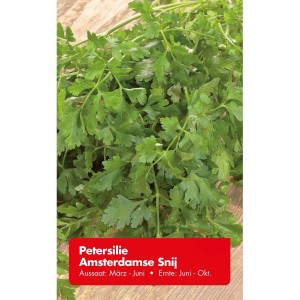 Frische, grüne Petersilie Amsterdamse Snij, eine aromatische Sorte für Beet und Topf.