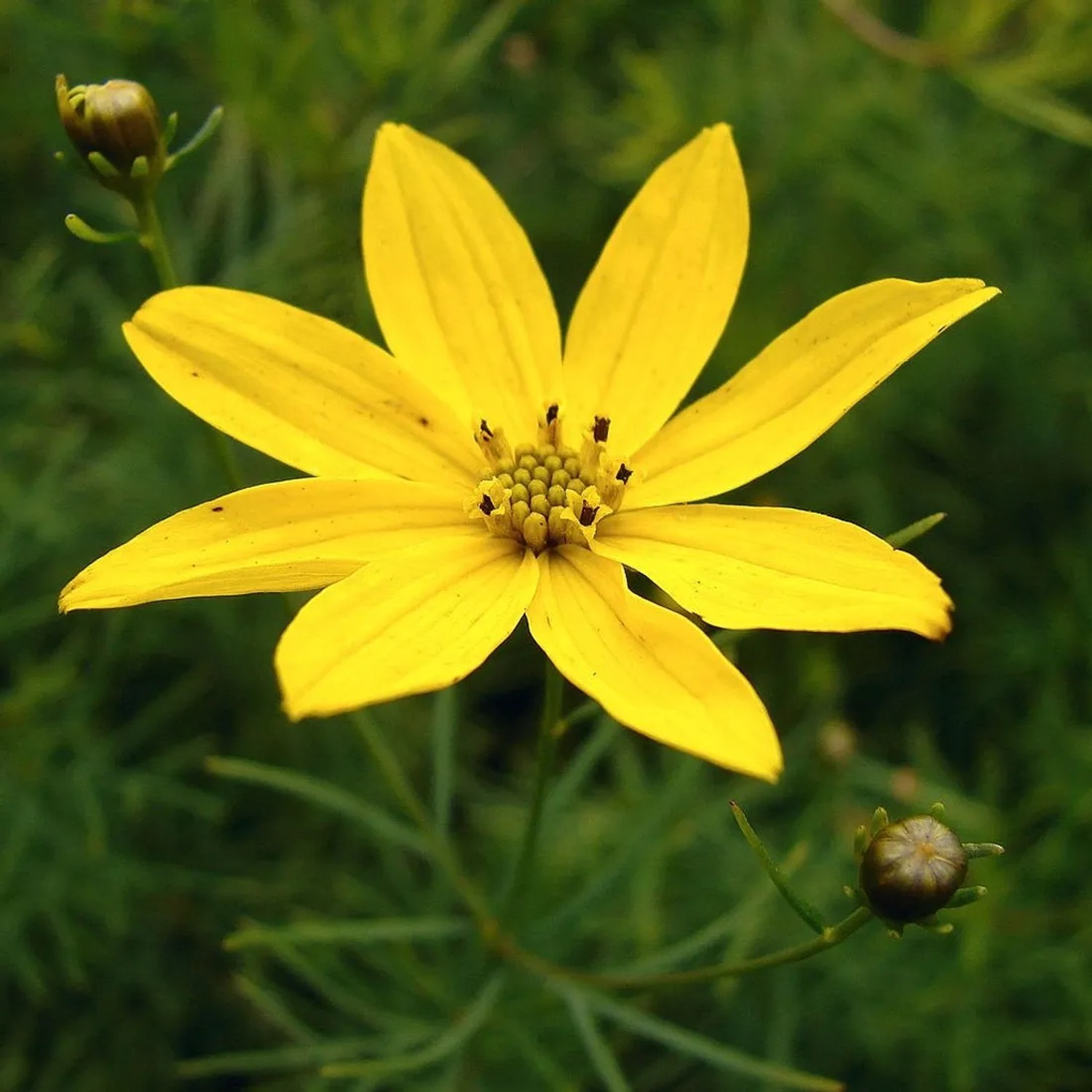 6 x Mädchenauge Coreopsis verticillata Topf 9cm Gelbe Blüten