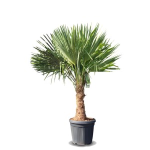 Chinesische Fächerpalme (Trachycarpus fortunei) im Topf, ca. 150cm hoch, winterharte Exotische Pflanze.