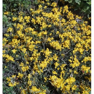 Gelb blühender Porlock Ginster Strauch (Genista) im Garten.