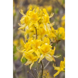 Nahaufnahme der leuchtend gelben Blüten einer duftenden Azalee (Rhododendron Luteum).