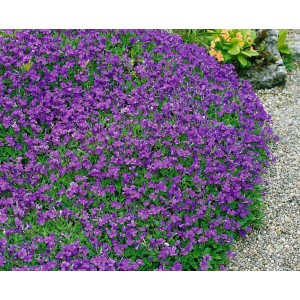 Blaukissen 'Hamburger Stadtpark' im 9x9 cm Topf, lila blühender Bodendecker.