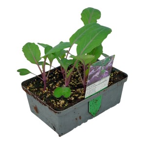 6er Schale Kohlrabi Blau (Brassica), junge Gemüsepflanzen mit Wurzelballen in Anzuchtschale.