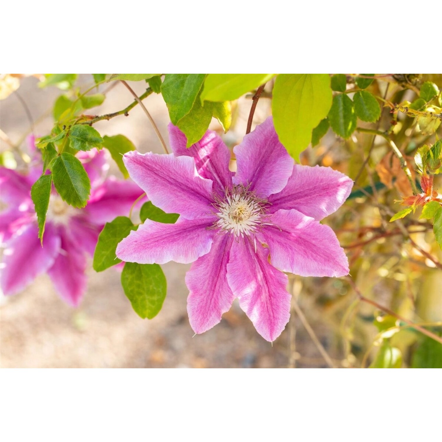 Clematis Bees Jubilee Rosa-Weiß 60–100 cm günstig online kaufen