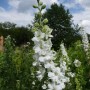 Weißer Rittersporn 'Casablanca' mit vielen Blüten und Knospen in einem Garten. Ideal als Staude für Beet und Schnittblume.