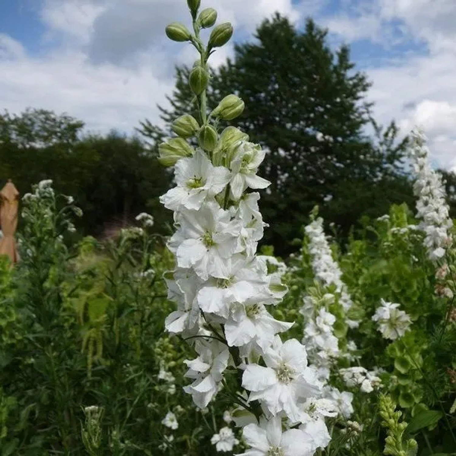 6 x Rittersporn 'Casablanca' Delphinium Topf 9cm Weiße Blüten
