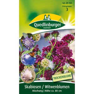 Quedlinburger Skabiose Witwenblume Mischung, verschiedene Farben. Sommerblume für Beet und Rabatte.
