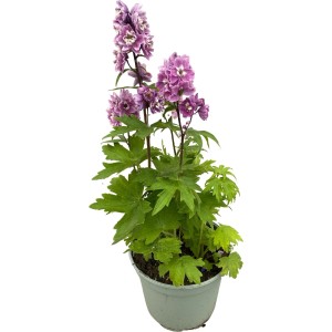 Rittersporn Delphinium elatum im Topf, lila Blüten. Winterharte, pflegeleichte Staude.