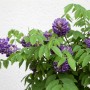 Chinesischer Blauregen 'Longwood Purple' mit lila Blüten und grünen Blättern.
