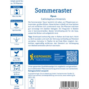 Kiepenkerl Sommeraster Opus Saatgut: Blüte in Weiß-Rosa, ca. 70 Pflanzen