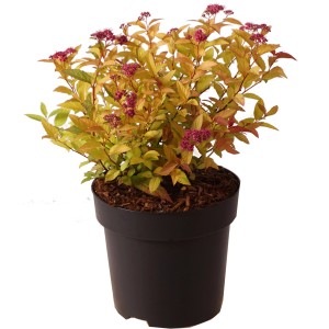 Sommerspiere "Goldflame" Höhe ca. 30 cm Topf ca. 2,8 l Spiraea japonica
