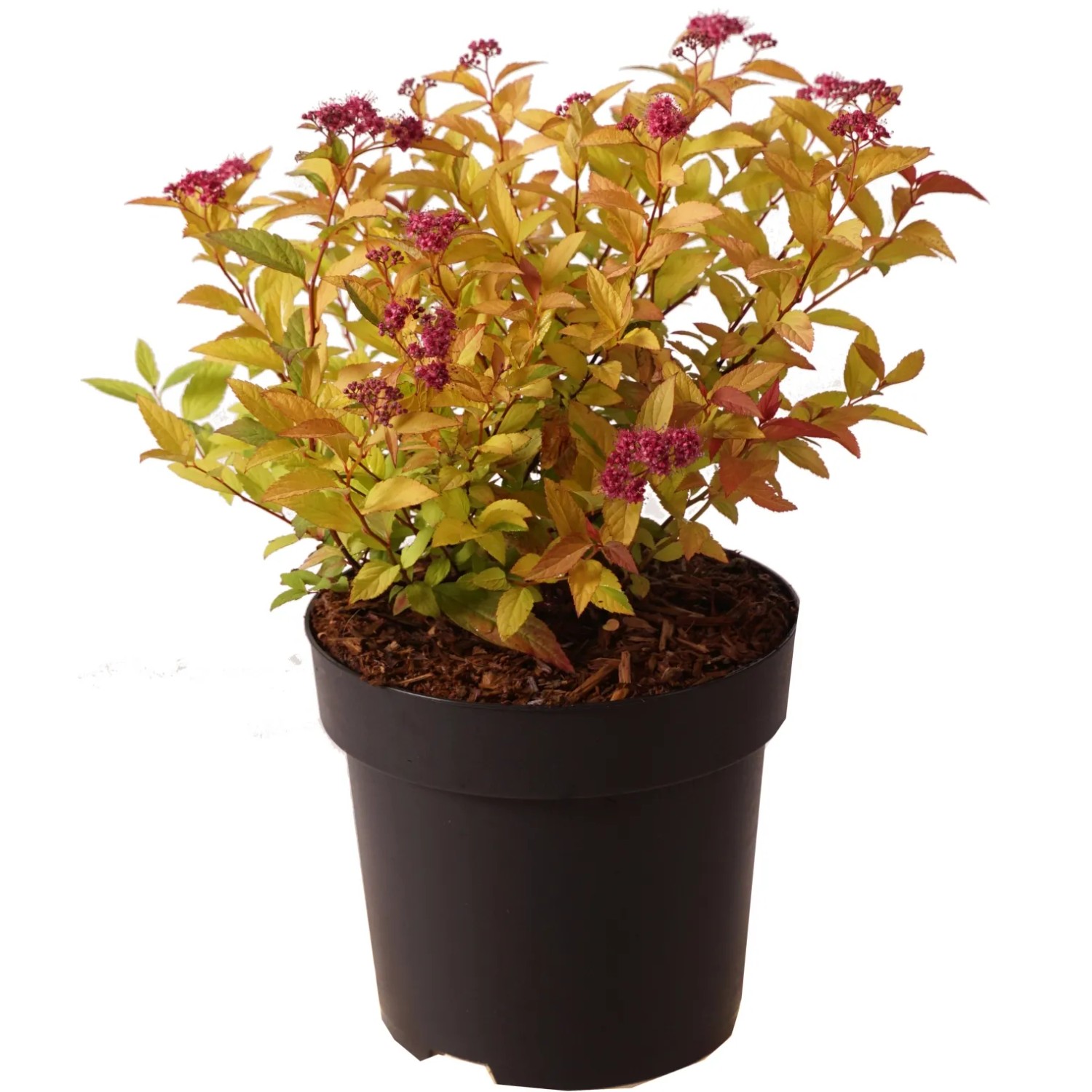 Sommerspiere "Goldflame" Höhe ca. 30 cm Topf ca. 2,8 l Spiraea japonica
