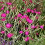 6 x Vexiernelke Lychnis coronaria Topf 9cm Reichblühend