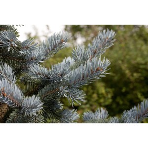 Nahaufnahme einer silberblauen Blautanne (Picea Pungens Hoopsii) mit markanten Nadeln.