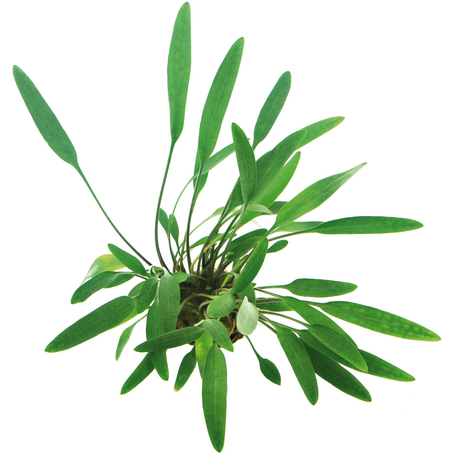 Dennerle Plants Aquariumpflanze Cryptocoryne Lucens