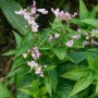 Japanische Katzenminze (Nepeta) im Topf, zarte lila Blüten und grüne Blätter. Stauden für sonnige Standorte.