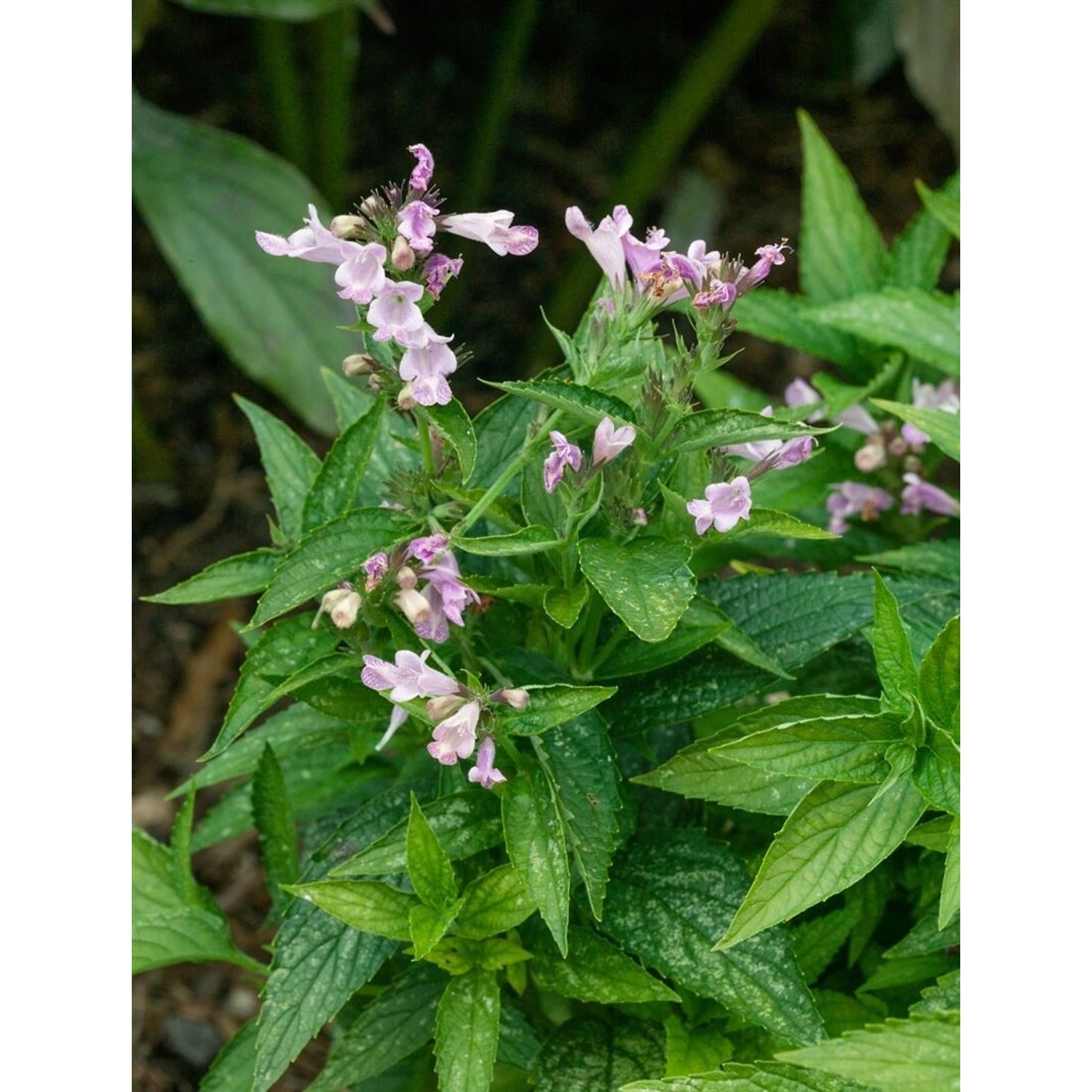 Nepeta Subsessilis Japanische Katzenminze Ca. 9x9 cm Topf günstig online kaufen