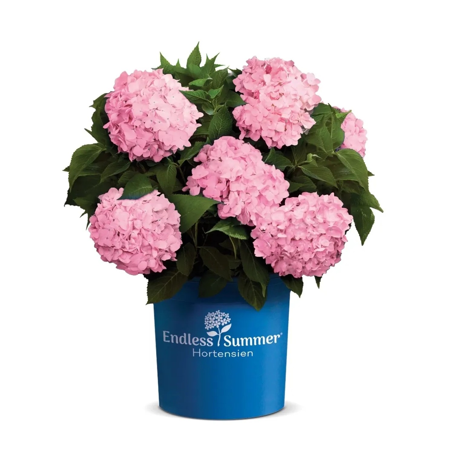 Bauernhortensie "Endless Summer®" Rosa Höhe ca. 30-40 cm Topf ca. 5 l Hydrangea