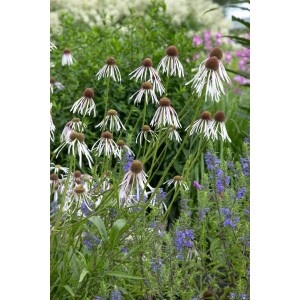 Blühender Scheinsonnenhut (Echinacea Pallida) im 9x9 cm Topf, zarte rosa Blüten im Garten.