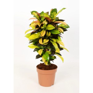 Kroton Mrs. Iceton im Topf, eine farbenfrohe Grünpflanze mit gelb-grün gemusterten Blättern.