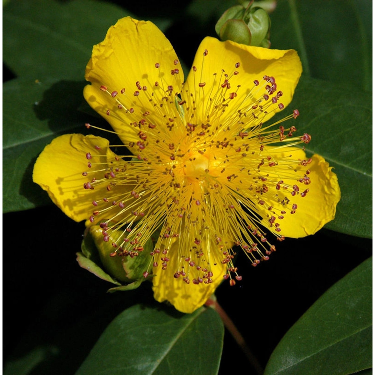 Teppich Johanniskraut Rose von Sharon - Hypericum calycinum günstig online kaufen