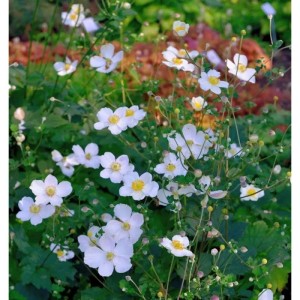 Japanische Herbstanemone Alba: weiße Blüten mit gelber Mitte im Garten.