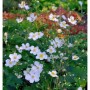 Japanische Herbstanemone Alba: weiße Blüten mit gelber Mitte im Garten.